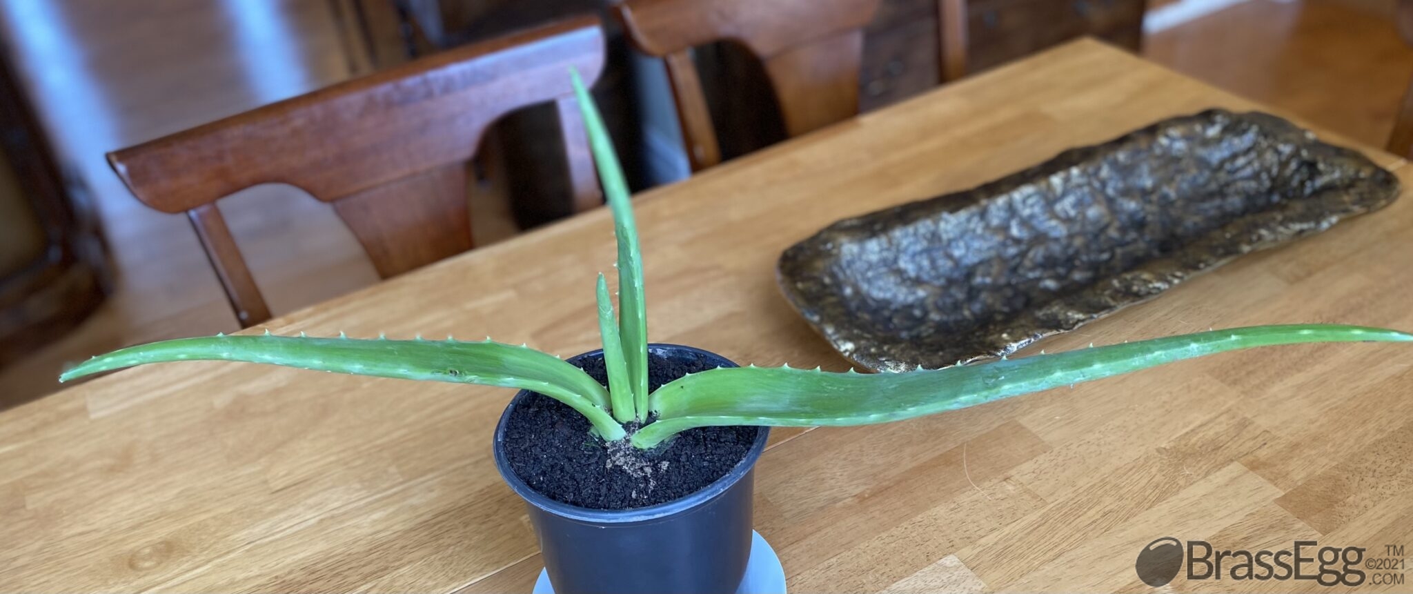 How To Fix a Broken Aloe Vera Brass Egg
