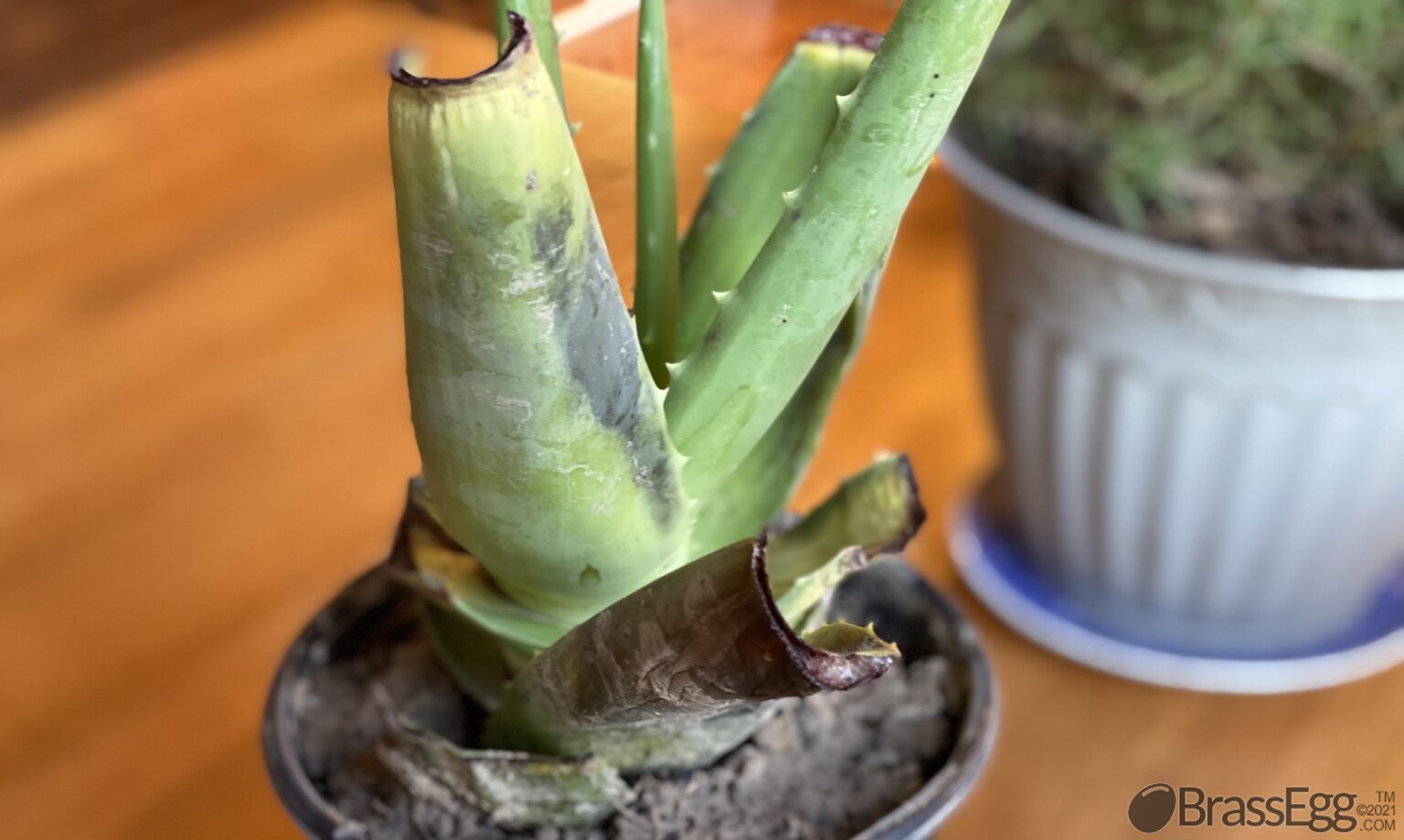 How To Fix a Broken Aloe Vera Brass Egg