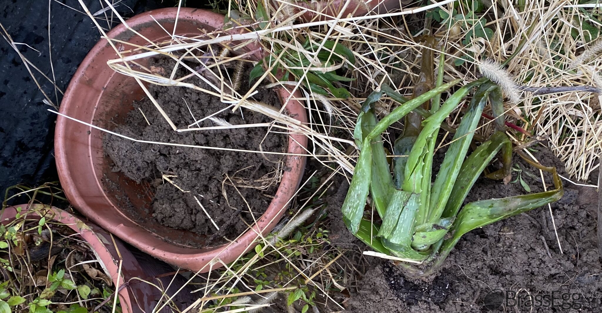 How To Fix a Broken Aloe Vera Brass Egg