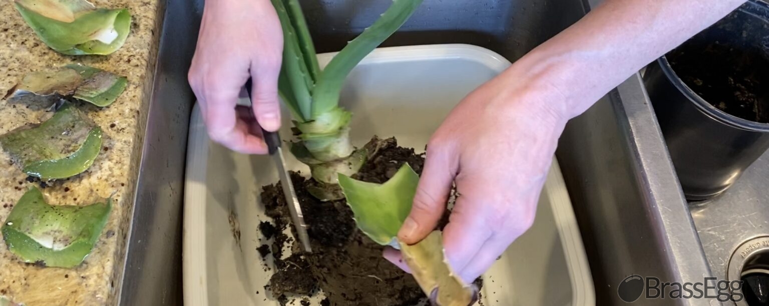 How To Fix a Broken Aloe Vera Brass Egg