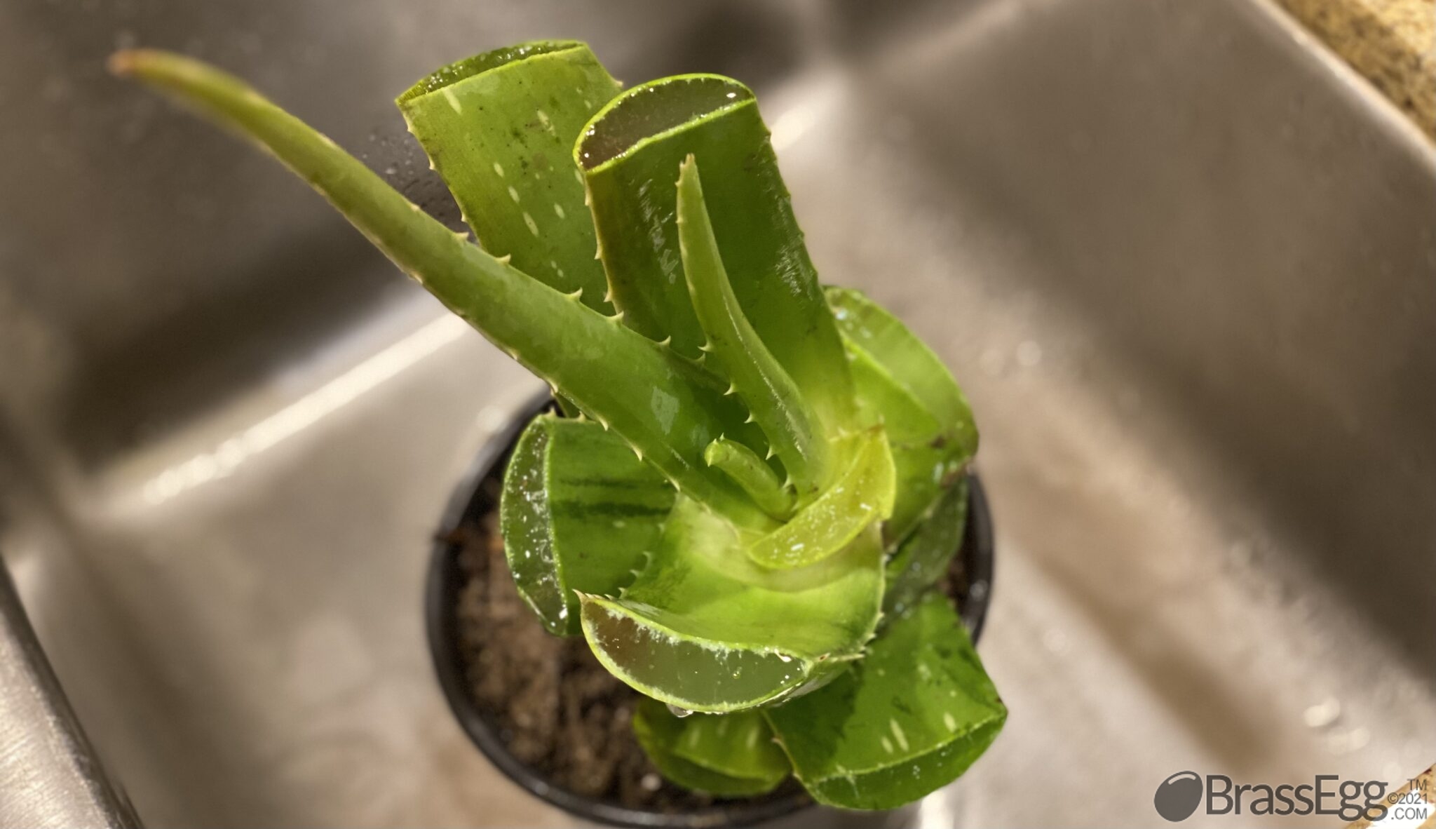 How To Fix a Broken Aloe Vera Brass Egg
