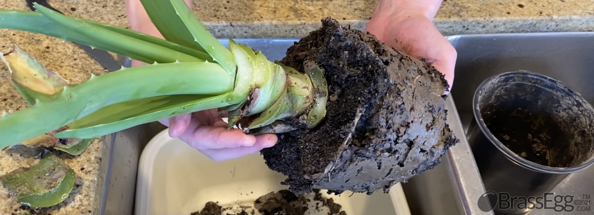 How To Fix a Broken Aloe Vera Brass Egg