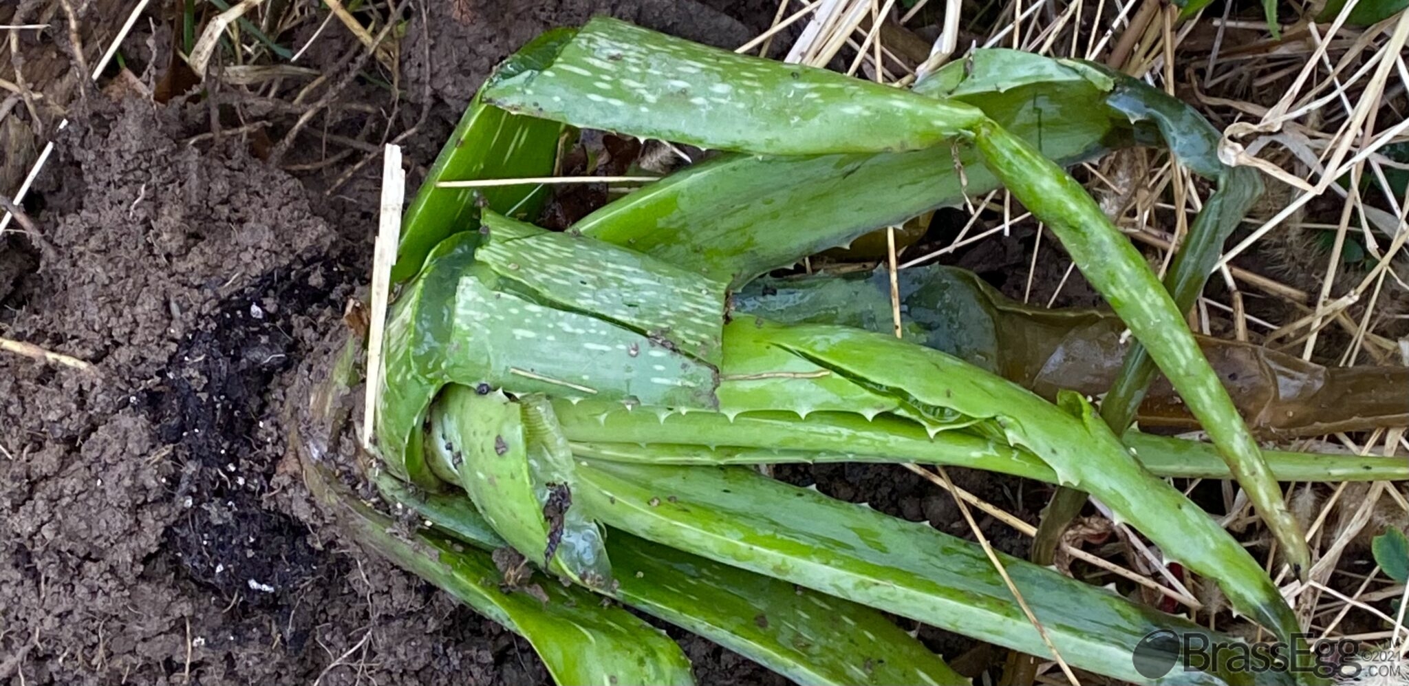 How To Fix a Broken Aloe Vera Brass Egg