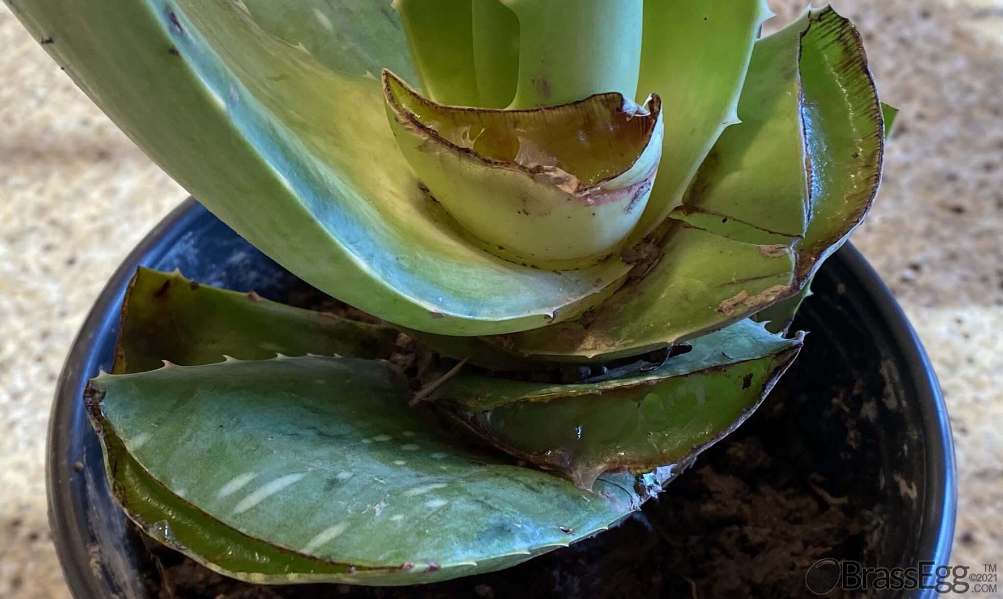 How To Fix a Broken Aloe Vera Brass Egg