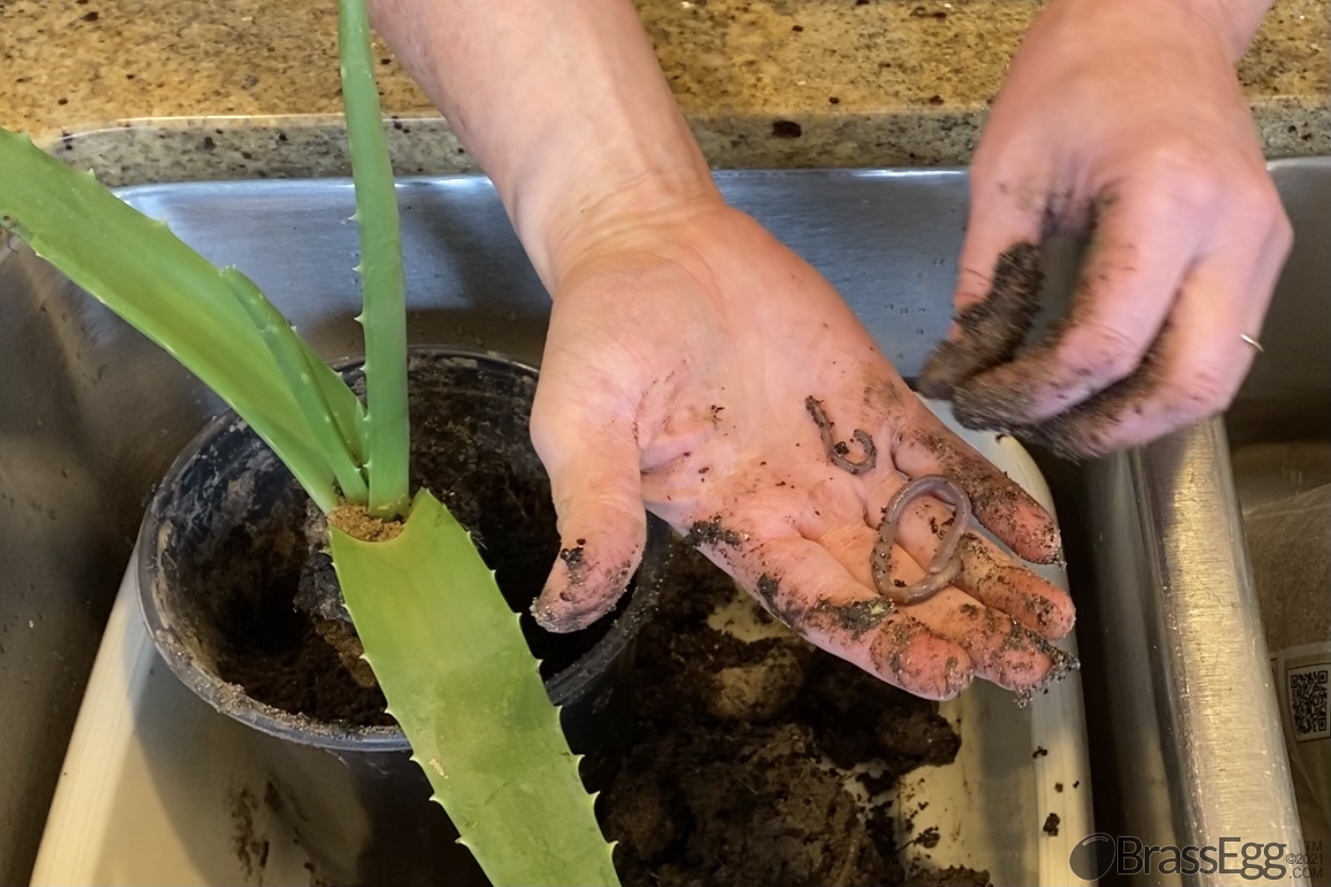 How To Fix a Broken Aloe Vera Brass Egg